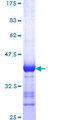 DLG1 / SAP97 Protein - 12.5% SDS-PAGE Stained with Coomassie Blue.