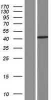 DLG2 / PSD93 Protein - Western validation with an anti-DDK antibody * L: Control HEK293 lysate R: Over-expression lysate