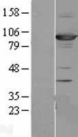 DLG3 / SAP102 Protein - Western validation with an anti-DDK antibody * L: Control HEK293 lysate R: Over-expression lysate