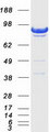 DLG3 / SAP102 Protein - Purified recombinant protein DLG3 was analyzed by SDS-PAGE gel and Coomassie Blue Staining