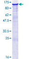 DLG4 / PSD95 Protein - 12.5% SDS-PAGE of human DLG4 stained with Coomassie Blue