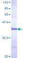 DLG4 / PSD95 Protein - 12.5% SDS-PAGE Stained with Coomassie Blue.