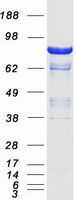 DLG4 / PSD95 Protein - Purified recombinant protein DLG4 was analyzed by SDS-PAGE gel and Coomassie Blue Staining