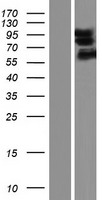DLGAP1 Protein - Western validation with an anti-DDK antibody * L: Control HEK293 lysate R: Over-expression lysate