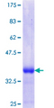 DLGAP1 Protein - 12.5% SDS-PAGE Stained with Coomassie Blue.