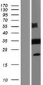 DLGAP4 Protein - Western validation with an anti-DDK antibody * L: Control HEK293 lysate R: Over-expression lysate