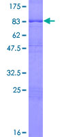 DLGAP4 Protein - 12.5% SDS-PAGE of human DLGAP4 stained with Coomassie Blue