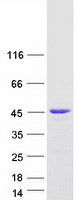 DLGAP4 Protein - Purified recombinant protein DLGAP4 was analyzed by SDS-PAGE gel and Coomassie Blue Staining