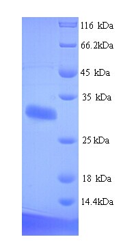DLK1 / Pref-1 Protein