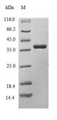 DLK1 / Pref-1 Protein - (Tris-Glycine gel) Discontinuous SDS-PAGE (reduced) with 5% enrichment gel and 15% separation gel.