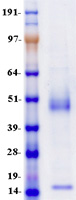DLK1 / Pref-1 Protein - Purified recombinant protein DLK1 was analyzed by SDS-PAGE gel and Coomassie Blue Staining