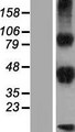DLK2 Protein - Western validation with an anti-DDK antibody * L: Control HEK293 lysate R: Over-expression lysate