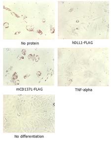 DLL1 Protein - Adipogenesis inhibition of MSCs. MSCs (Mesenchymal stem cells) were maintained in DMEM, supplemented with 10% fetal bovine serum, penicilin-streptomycin and glutamine. For differentiation of MSCs, MSCs were cultured in adipogenic medium which was growth medium supplemented with 1 uM Dexamethasone, 0.5mM IBMX, 10 ug/m lnsulin, 100 uM Indomethacin (day 1). Medium was changed every 3 days. Staining with Oil Red O was typically performed on day 30. For negative controls, TNF-alpha (20ng/ml) was added. To immobilize Notch ligands on the plastic surface of the culture plates, plates were first incubated with a solution of anti-FLAG antibody (10 ug/ml) in PBS for 30 minutes at 37 degrees C. Coated plates were blocked with growth medium for at least 30 minutess, incubated with solution of DLL1 (human) (rec.) (5 ug/ml) or mCD137L-FLAG (5 ug/ml) in growth medium for 2 hours at 37 degrees C. Plates were then used to differentiate MSCs.