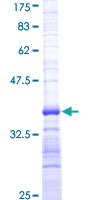 DLL1 Protein - 12.5% SDS-PAGE Stained with Coomassie Blue.