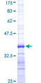 DLL1 Protein - 12.5% SDS-PAGE Stained with Coomassie Blue.