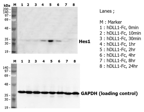 DLL1 Protein - Induction of Hes-1 with the treatment of recombinant human DLL1-Fc (Prod. No. AG-40A-0116Y). A mouse preadipocyte cell line, 3T3L1, was stimulated with 5ug/ml of human DLL1-Fc as in indicated time points and each cell lysate was prepared and subjected to western blot by using anti-mouse Hes1 or GAPDH.