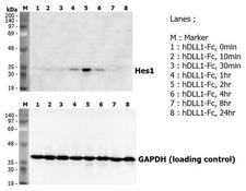DLL1 Protein - Induction of Hes-1 with the treatment of recombinant human DLL1-Fc (Prod. No. AG-40A-0116Y). A mouse preadipocyte cell line, 3T3L1, was stimulated with 5ug/ml of human DLL1-Fc as in indicated time points and each cell lysate was prepared and subjected to western blot by using anti-mouse Hes1 or GAPDH.