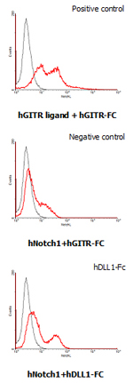 DLL1 Protein - Interaction of human Notch1 with human DLL1. HEK293 cells transfected with a human Notch1 or a human GITR ligand expressing vector were incubated with 25 ug/ml of human GITR-Fc or human DLL1-Fc FITC conjugate for DLL1-Fc binding.
