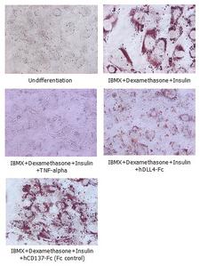 DLL4 Protein - Adipogenesis inhibition of 3T3L-1 cells. 3T3L-1 Cells(mouse pre-adipocyte cells) were maintained in DMEM, supplemented with 10% fetal bovine serum and penicillin-streptomycin. For differentiation of 3T3L-1 Cells, 3T3L-1 Cells were cultured in adipogenic medium which was growth medium supplemented with 1 uM Dexamethasone, 0.5mM IBMX, 10 ug/ml lnsulin (day 0). Medium was changed every 2 days. Staining with Oil Red O was typically performed on day 7. Cells were washed twice with PBS, fixed with 3.7% formalin, and stained with 0.5% filtered Oil Red O in propylene glycol. For negative controls, mouse TNF-alpha (20ng/ml) was added. Recombinant human DLL4-Fc (5 ug/ml) dissolved in DPBS was added to the differentiation medium. These plates were then used to differentiate 3T3L-1 Cells.
