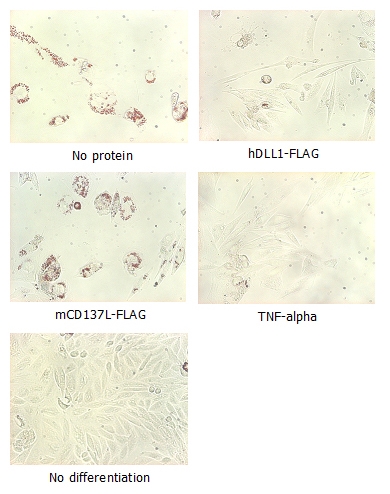 DLL4 Protein - Adipogenesis inhibition of MSCs. MSCs (Mesenchymal stem cells) were maintained in DMEM, supplemented with 10% fetal bovine serum, penicilin-streptomycin and glutamine. For differentiation of MSCs, MSCs were cultured in adipogenic medium which was growth medium supplemented with 1 uM Dexamethasone, 0.5mM IBMX, 10 ug/m lnsulin, 100 uM Indomethacin (day 1). Medium was changed every 3 days. Staining with Oil Red O was typically performed on day 30. For negative controls, TNF-alpha (20ng/ml) was added. To immobilize Notch ligands on the plastic surface of the culture plates, plates were incubated with a solution of hDLL4-Fc (5 ug/ml) or mCD137-Fc (5 ug/ml) in PBS for 2 hours at 37 degrees C. Plates were then used to differentiate MSCs.