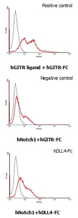 DLL4 Protein - Interaction of human Notch1 with human DLL4. HEK293 cells transfected with a human Notch1 or a human GITR ligand expressing vector were incubated with 25 ug/ml of human GITR-Fc or human DLL4-Fc FITC conjugate for DLL4-Fc binding.
