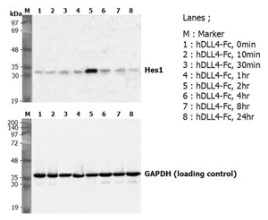 DLL4 Protein - Induction of Hes-1 with the treatment of recombinant human DLL4-Fc (Prod. No. AG-40A-0077). A mouse preadpipocyte cell line, 3T3L1, was stimulated with 5 ug/ml of human DLL4-Fc as in indicated time points and each cell lysate was prepared and subjected to western blot by using anti-mouse Hes1 or GAPDH.