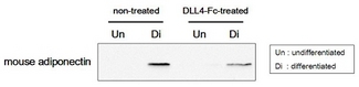 DLL4 Protein - 50 ug of cell lysates derived from hDLL4-Fc or non-treated 3T3L1 cells, which had been either differentiated or undifferentiated, were subjected to western blot by using a mouse adiponectin antibody.