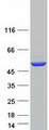 DLST / E2 Protein - Purified recombinant protein DLST was analyzed by SDS-PAGE gel and Coomassie Blue Staining