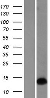 DLX1 Protein - Western validation with an anti-DDK antibody * L: Control HEK293 lysate R: Over-expression lysate