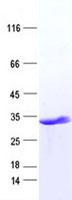 DLX1 Protein