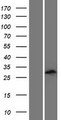 DLX6 Protein - Western validation with an anti-DDK antibody * L: Control HEK293 lysate R: Over-expression lysate