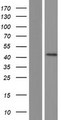 DMBX1 / OTX3 Protein - Western validation with an anti-DDK antibody * L: Control HEK293 lysate R: Over-expression lysate