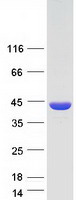 DMC1 Protein - Purified recombinant protein DMC1 was analyzed by SDS-PAGE gel and Coomassie Blue Staining