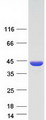 DMC1 Protein - Purified recombinant protein DMC1 was analyzed by SDS-PAGE gel and Coomassie Blue Staining