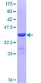 DMGDH Protein - 12.5% SDS-PAGE Stained with Coomassie Blue.