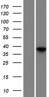 DMKN Protein - Western validation with an anti-DDK antibody * L: Control HEK293 lysate R: Over-expression lysate