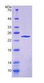 DMKN Protein - Recombinant  Dermokine By SDS-PAGE