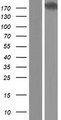 DMN / Desmuslin / Synemin Protein - Western validation with an anti-DDK antibody * L: Control HEK293 lysate R: Over-expression lysate