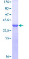 DMP1 Protein - 12.5% SDS-PAGE Stained with Coomassie Blue.