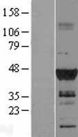 DMRT1 Protein - Western validation with an anti-DDK antibody * L: Control HEK293 lysate R: Over-expression lysate
