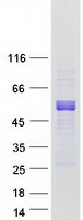 DMRT1 Protein - Purified recombinant protein DMRT1 was analyzed by SDS-PAGE gel and Coomassie Blue Staining
