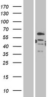 DMRT2 Protein - Western validation with an anti-DDK antibody * L: Control HEK293 lysate R: Over-expression lysate