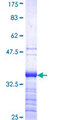 DMRT2 Protein - 12.5% SDS-PAGE Stained with Coomassie Blue.