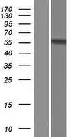 DMRTA2 Protein - Western validation with an anti-DDK antibody * L: Control HEK293 lysate R: Over-expression lysate