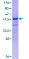 DMRTB1 Protein - 12.5% SDS-PAGE of human DMRTB1 stained with Coomassie Blue