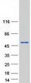 DMRTB1 Protein - Purified recombinant protein DMRTB1 was analyzed by SDS-PAGE gel and Coomassie Blue Staining