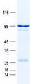 DMRTC2 Protein