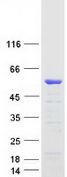 DMTN / Dematin Protein - Purified recombinant protein DMTN was analyzed by SDS-PAGE gel and Coomassie Blue Staining