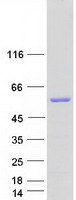 DMTN / Dematin Protein - Purified recombinant protein DMTN was analyzed by SDS-PAGE gel and Coomassie Blue Staining