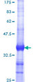 DMWD Protein - 12.5% SDS-PAGE Stained with Coomassie Blue.